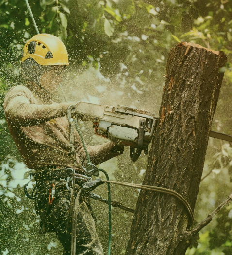 man hanging while cutting tree trunk scottsburg in
